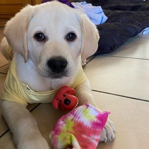 Meet your Posher, Thi